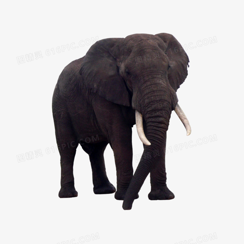 黑象PNG免抠素材