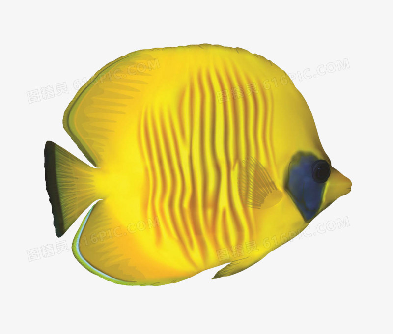 黄色皱纹鱼