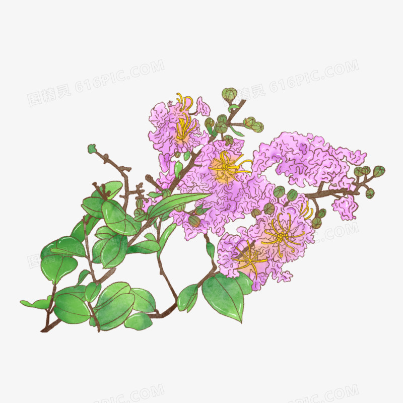 紫薇花花卉水彩免抠元素