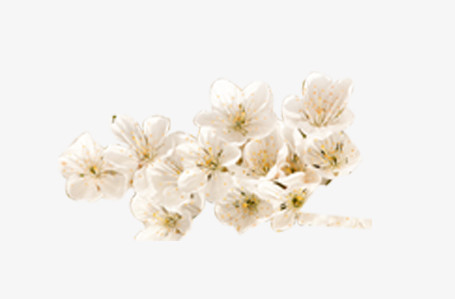 一枝成簇白色樱花