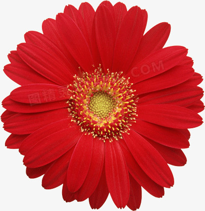 红色野菊花图片图片