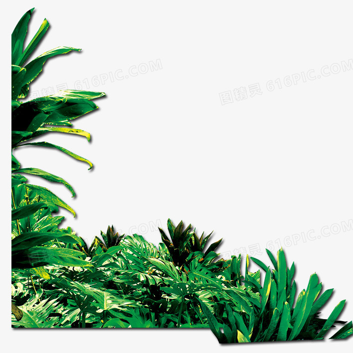 绿色草丛