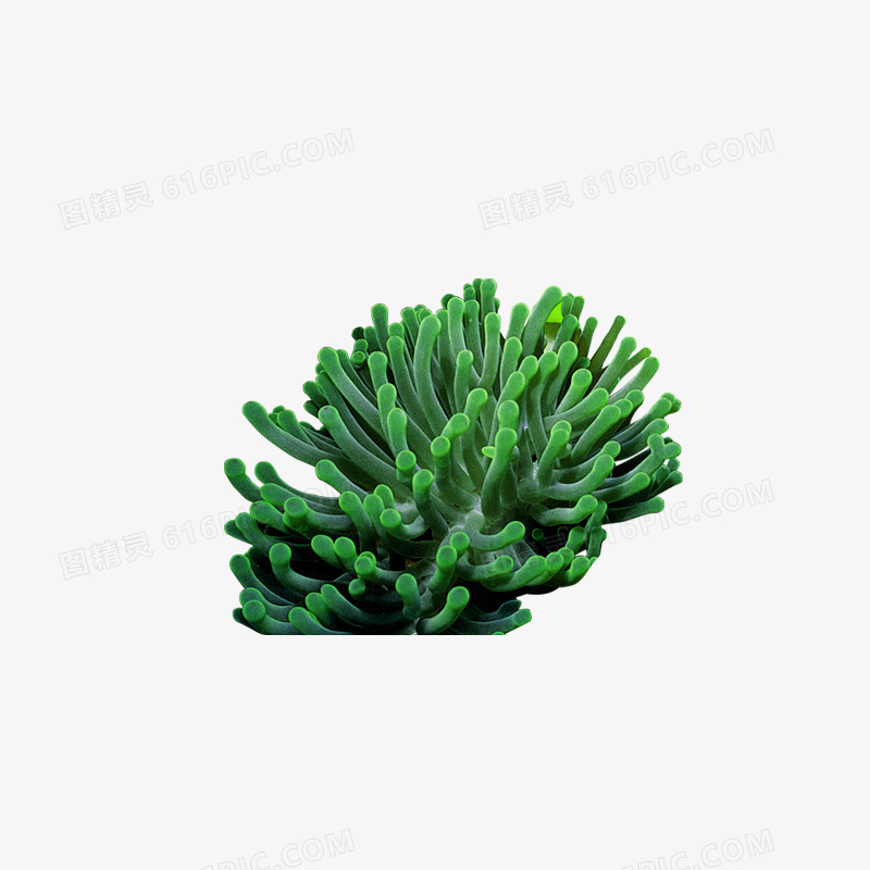 植物