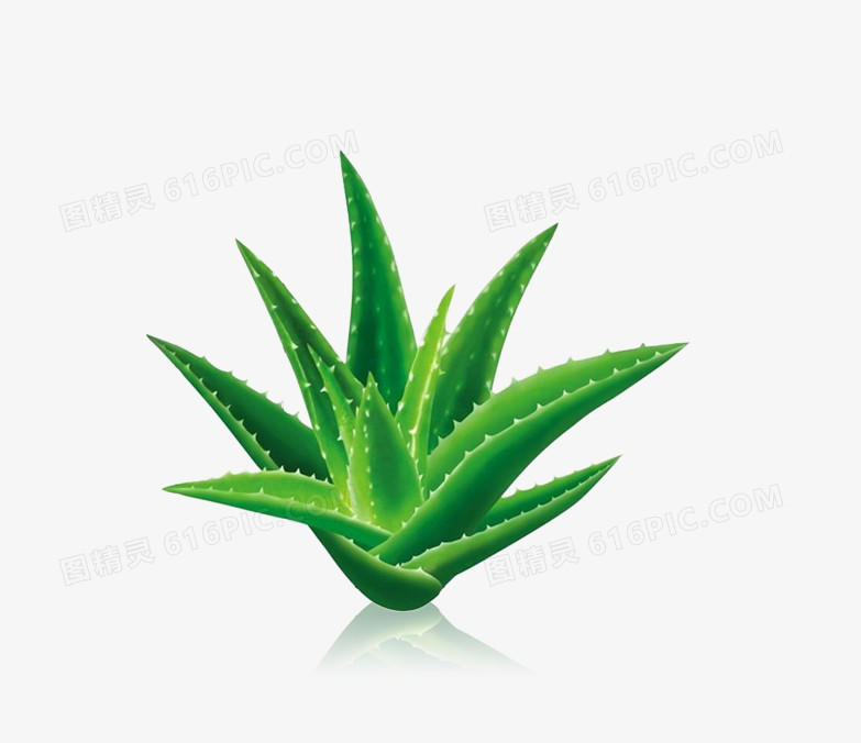 仙人掌