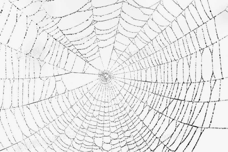 蜘蛛蜘蛛网图标