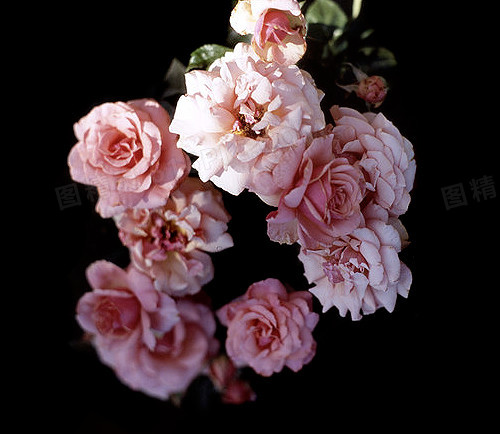 纹理元素花纹底纹图片 唯美粉色玫瑰花