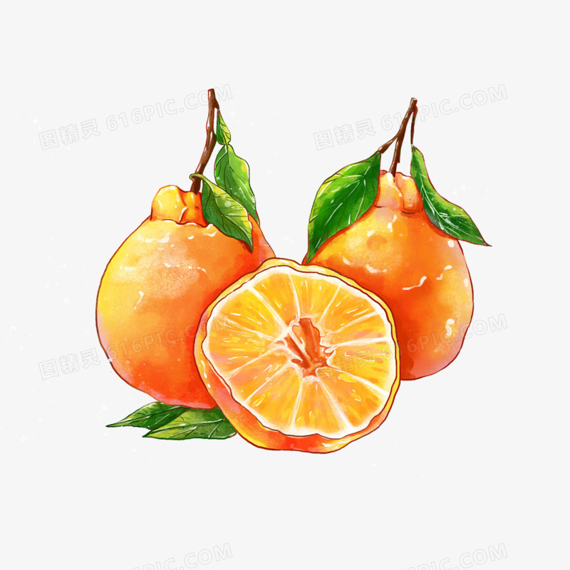 手绘丑橘水果插画元素