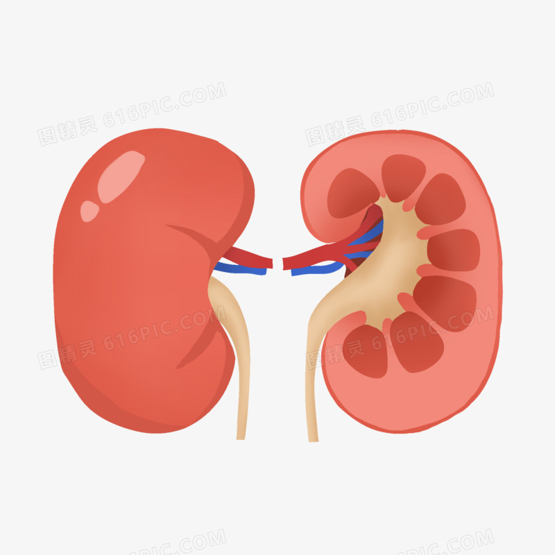 卡通解剖的肾脏免抠元素