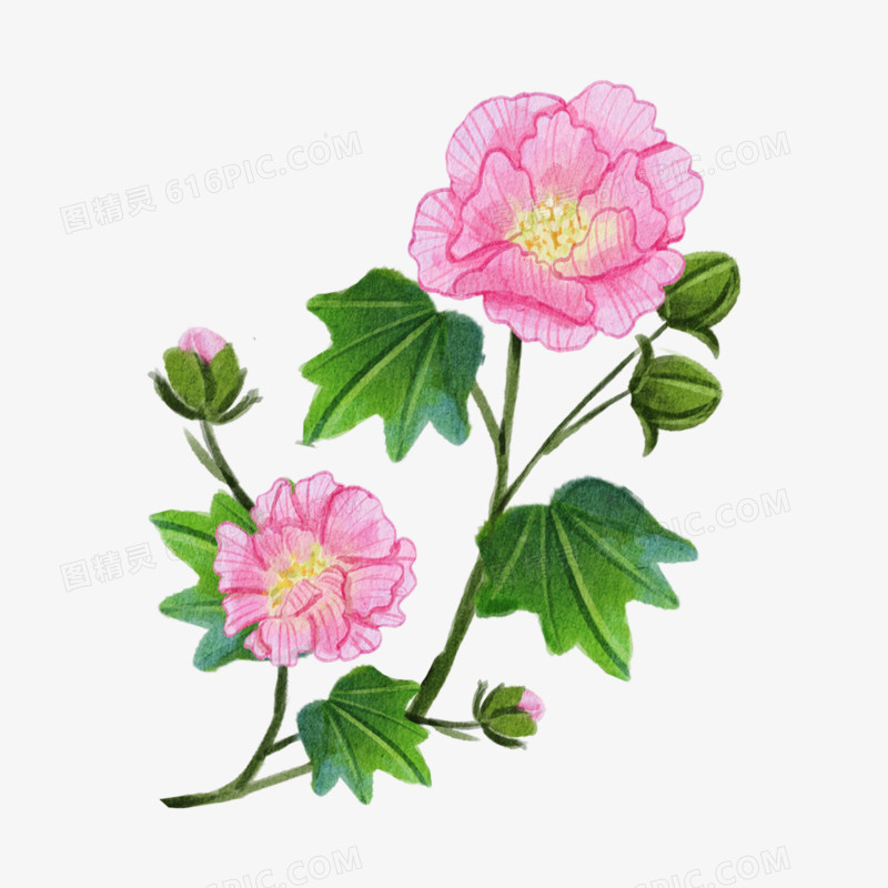 一组手绘中式水彩植物系列套图之蔷薇花元素
