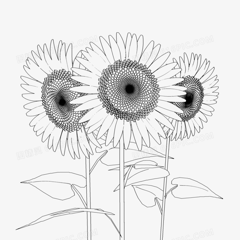 手绘线稿花朵向日葵太阳花免抠素材