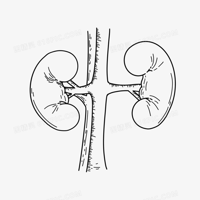 肾脏器官线稿元素