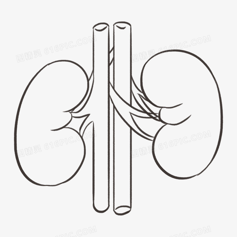 卡通简笔画肾器官脏线稿素材
