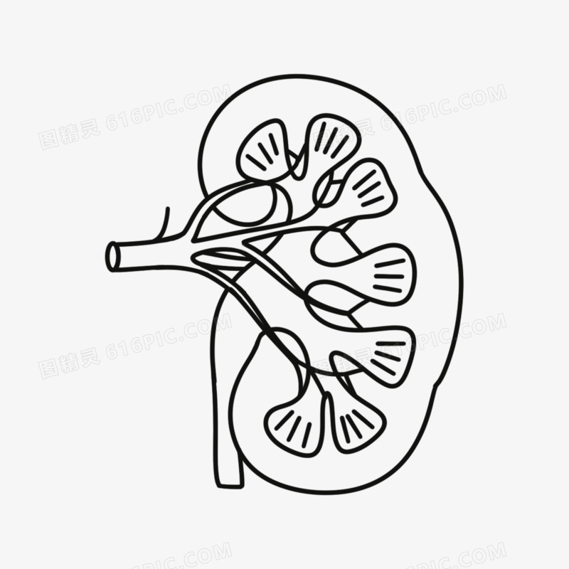 手绘肾脏线描图免抠元素