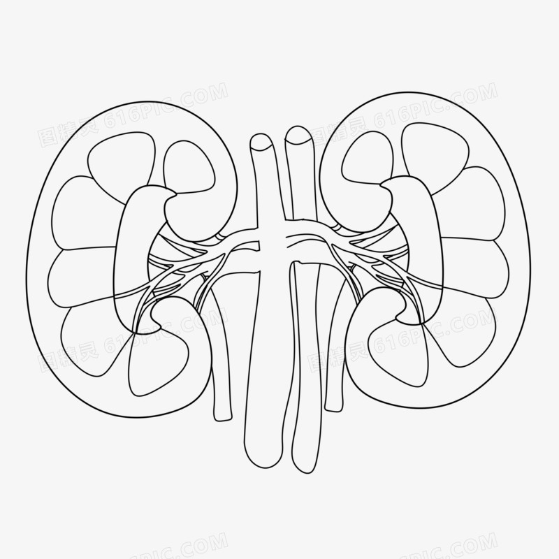 手绘肾脏线稿元素