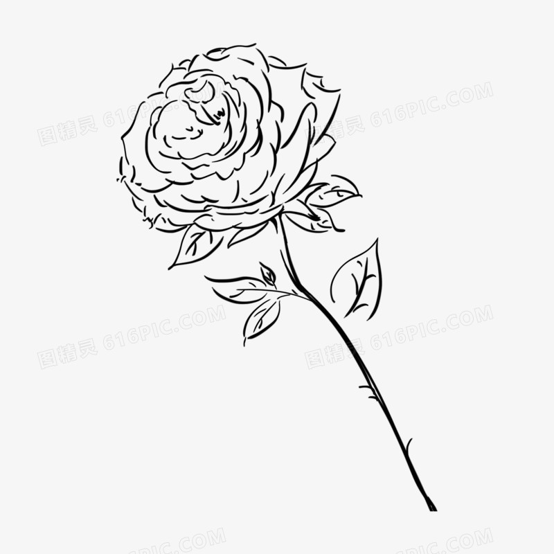 手绘线稿玫瑰花素材