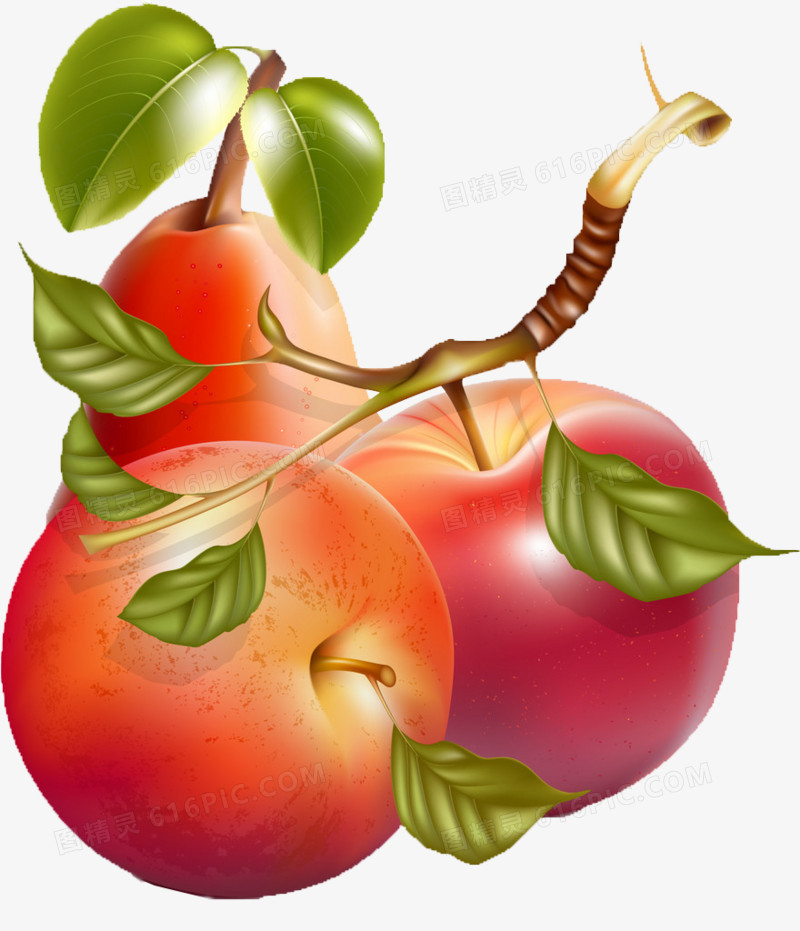 卡通水果素材手绘水果素材 手绘苹果