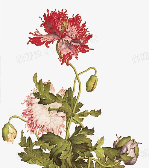 手绘花朵素材植物花卉素材 卡通精美花束