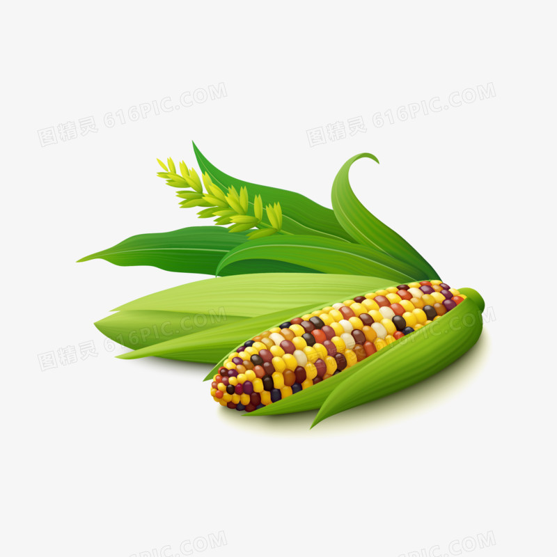 绿色食物玉米矢量
