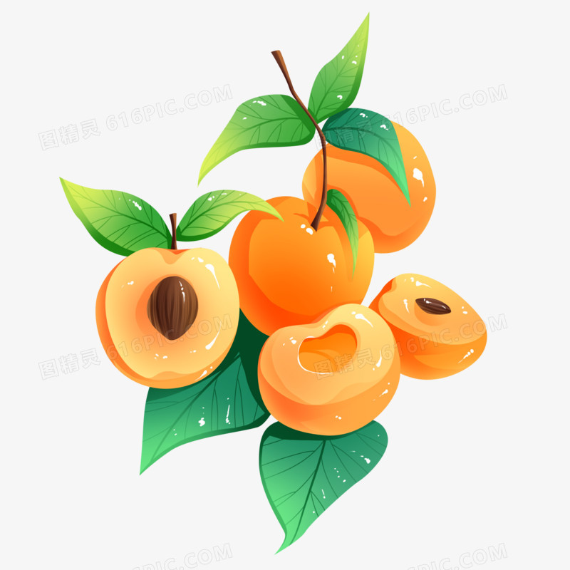 手绘清新水果杏果树枝元素