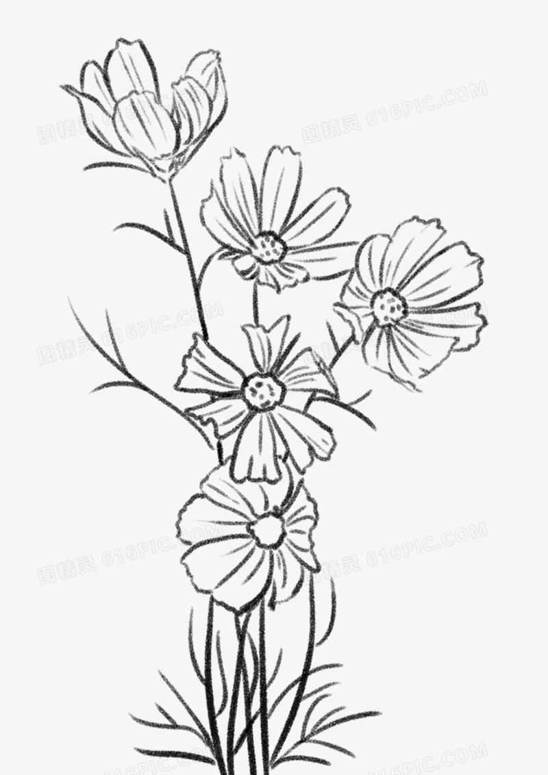 卡通手绘格桑花植物花线稿元素