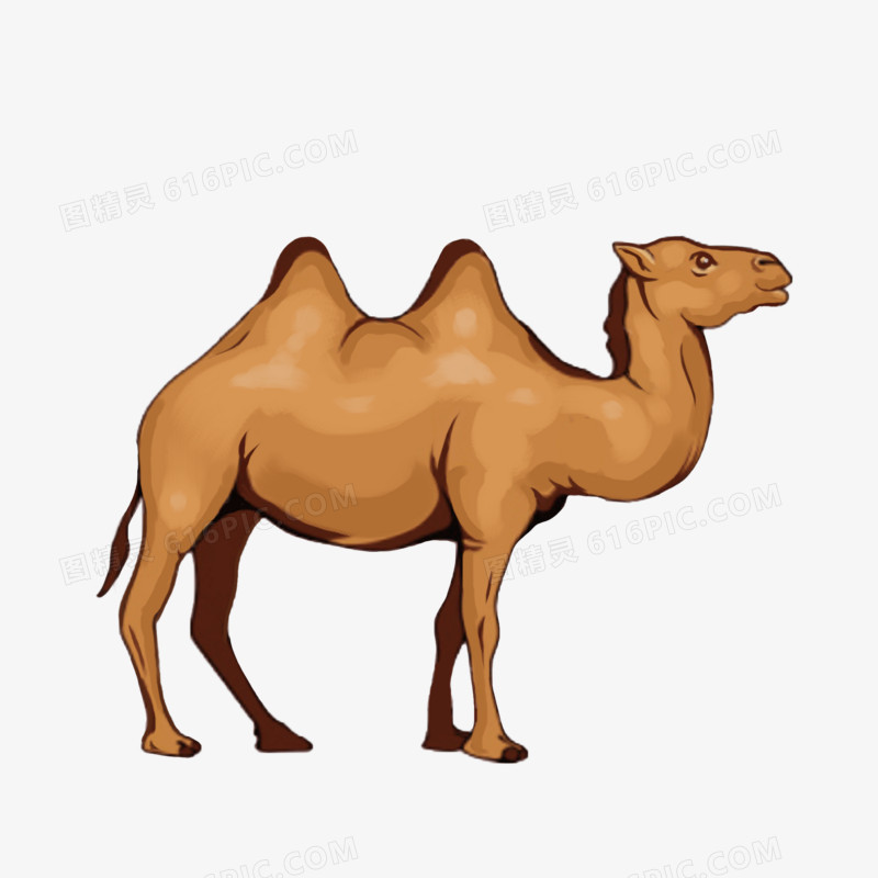 沙漠里行走的骆驼免抠元素