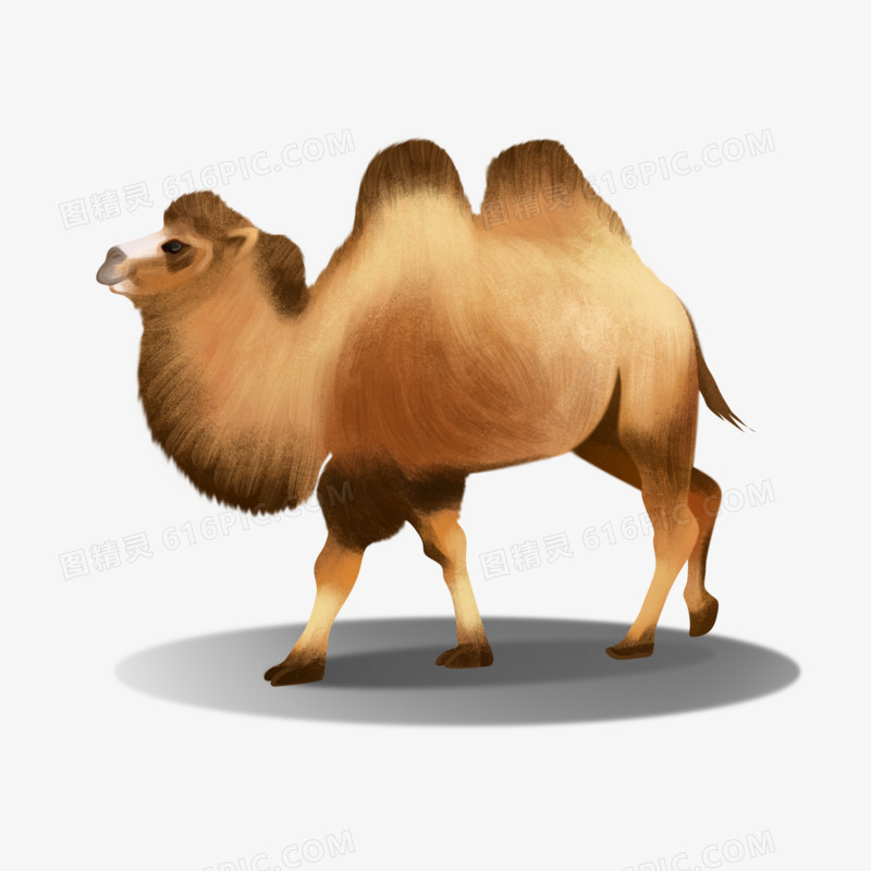 手绘写实插画骆驼元素