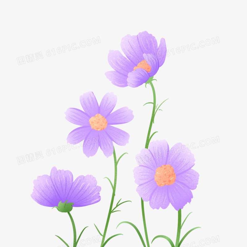 手绘紫色格桑花朵素材