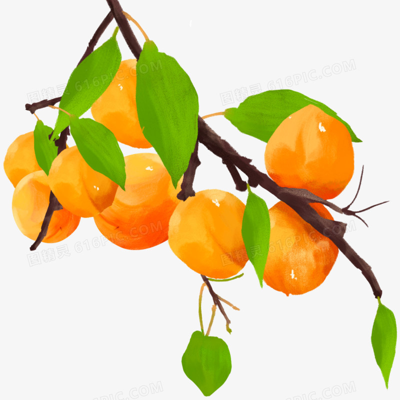 手绘水果杏子树枝素材