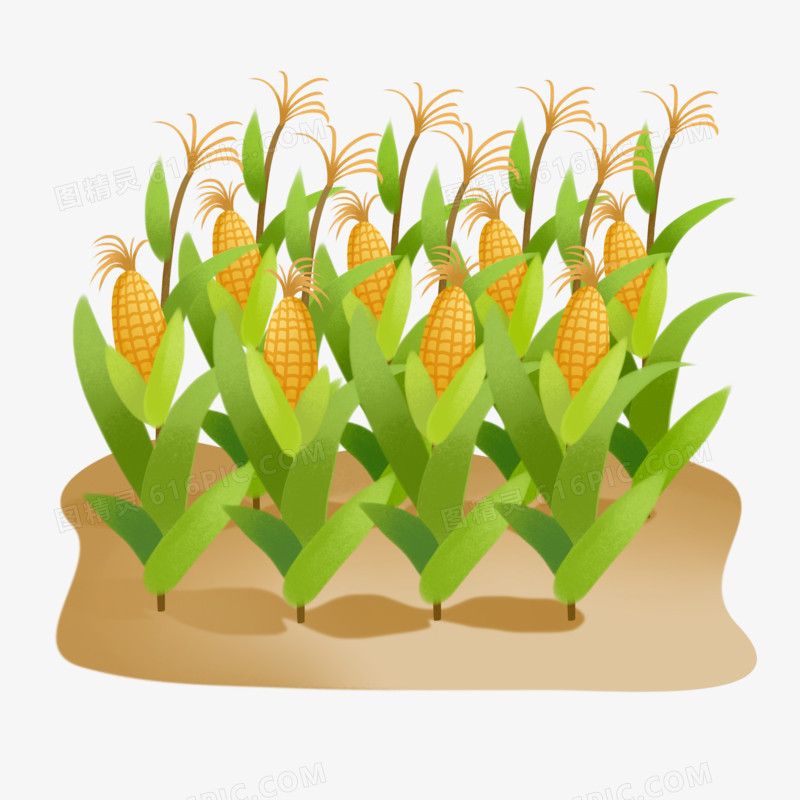 手绘插画玉米地元素