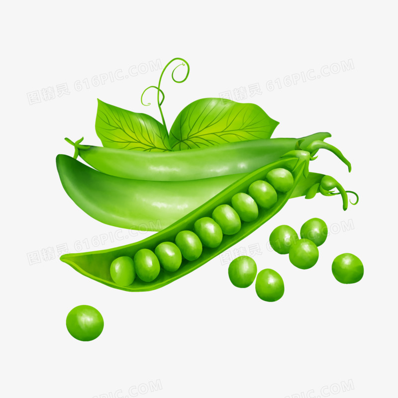 手绘写实绿色豌豆免抠素材