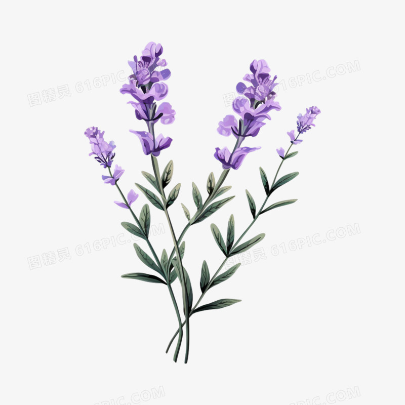 植物紫色薰衣草素材