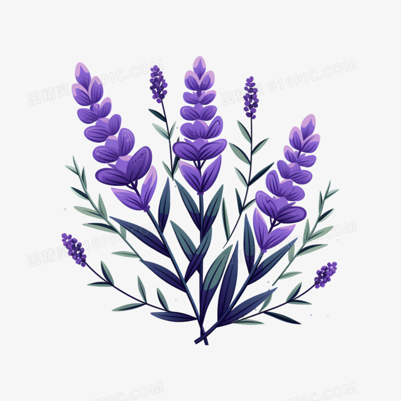 植物紫色薰衣草素材