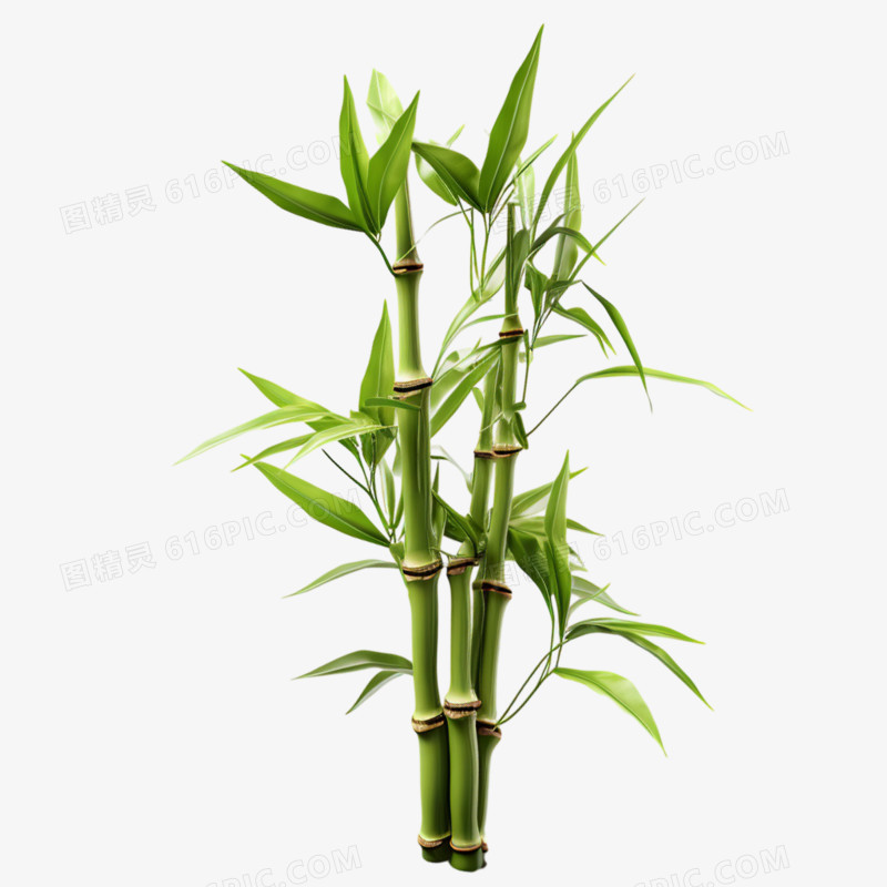 绿色竹子植物青竹竹叶元素