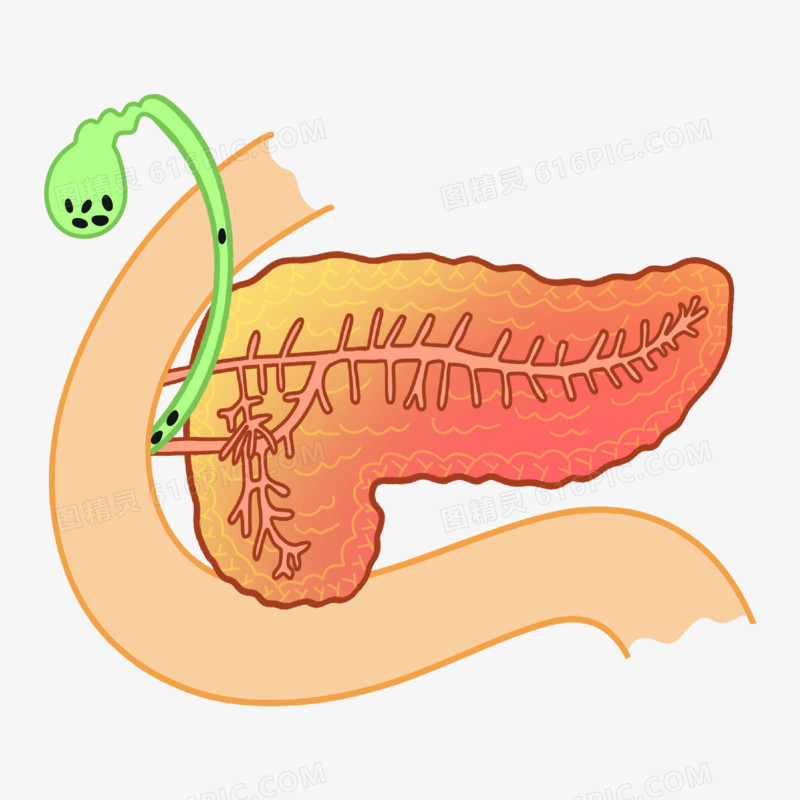 卡通胰腺免抠元素