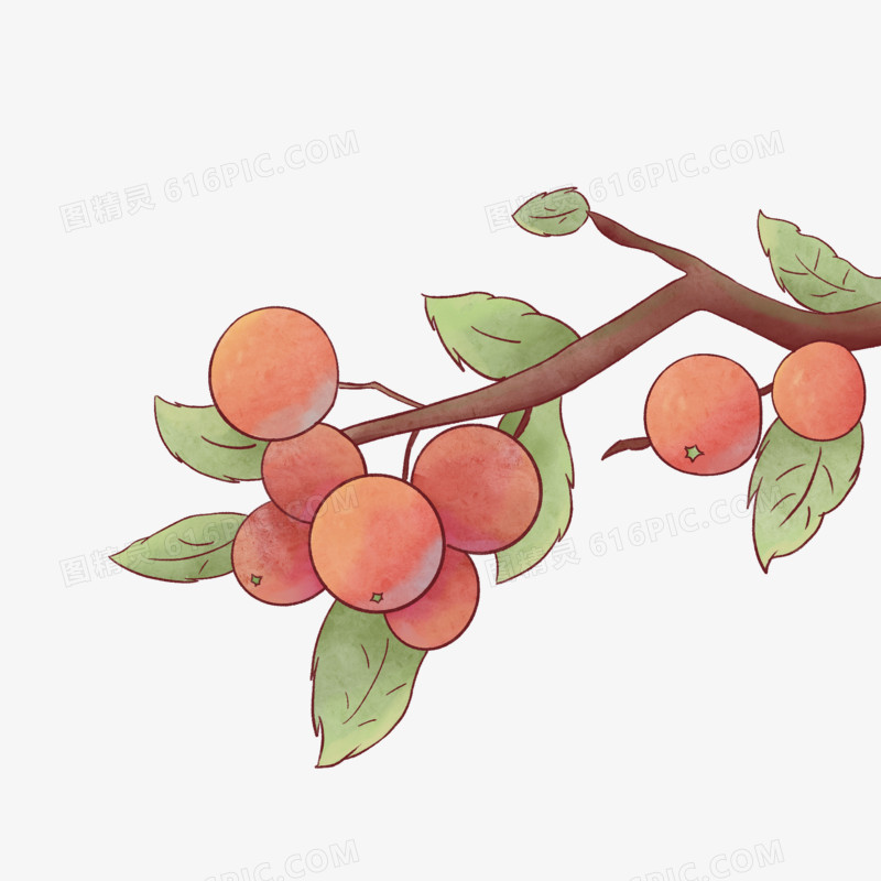 手绘水彩秋季水果带树枝的果子山楂素材