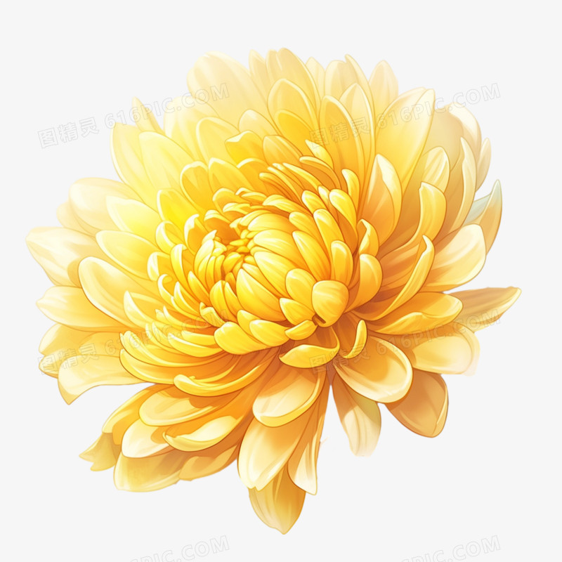 金黄色菊花鲜花朵花束元素