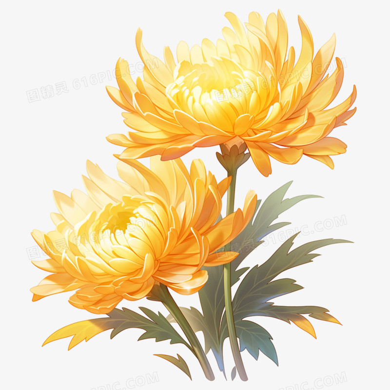 金黄色菊花鲜花朵花束元素