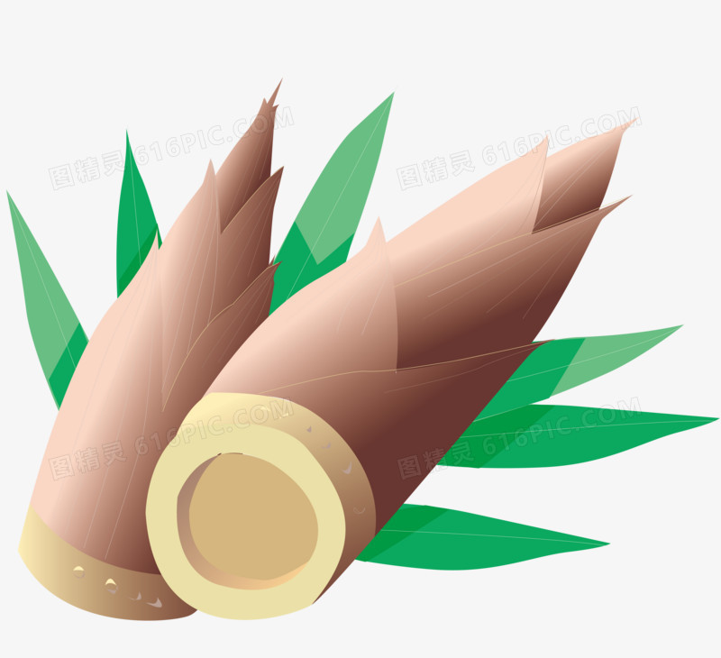 竹笋手绘矢量素材