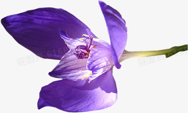 紫色白芨花