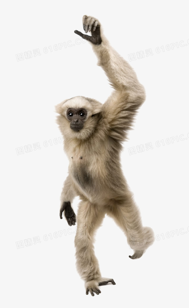举手的猿猴