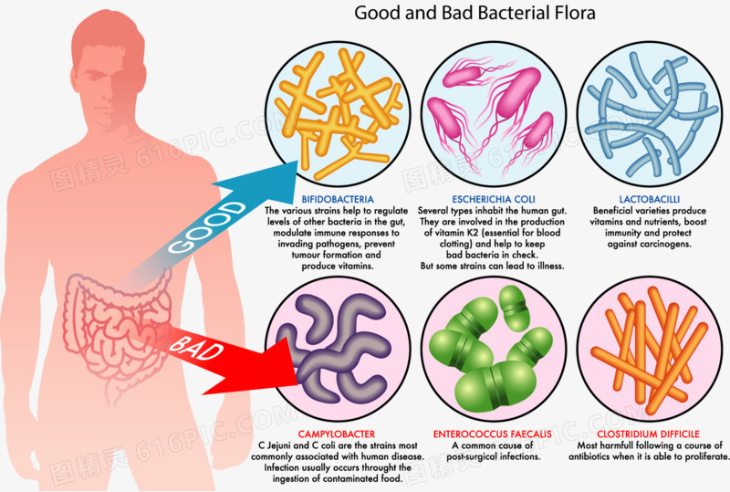 人体肠道好坏细菌分析
