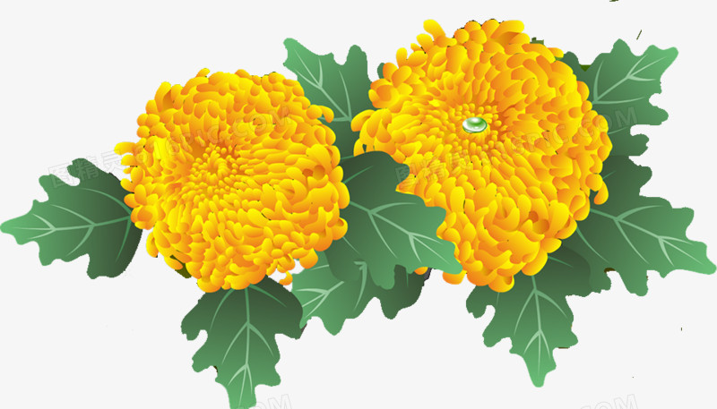 菊花