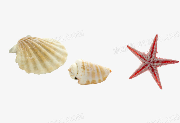 海星海螺