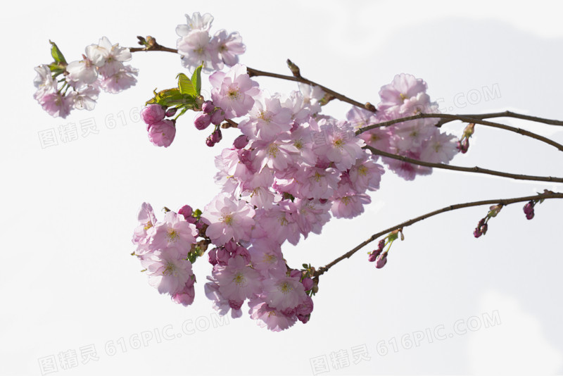 一束樱桃花