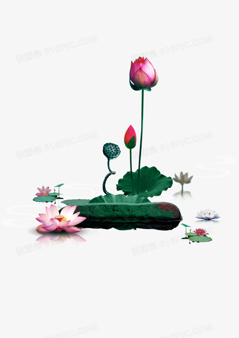 荷花素材