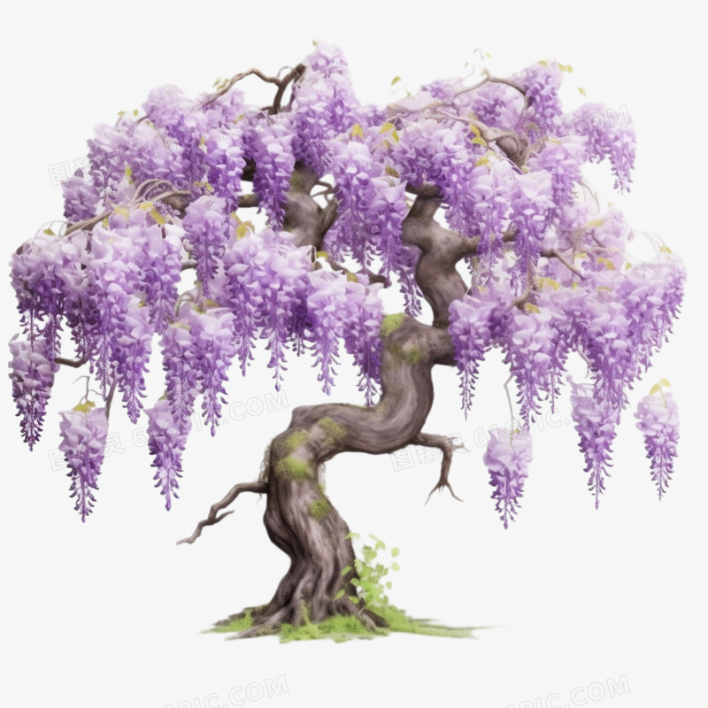 紫色紫藤花树免抠