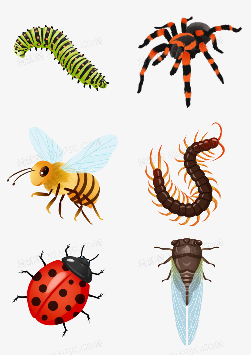 一组手绘插画各种昆虫套图合集元素