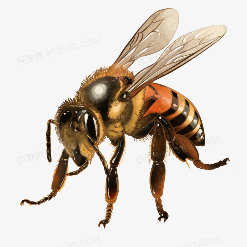 蜜蜂原创插画元素