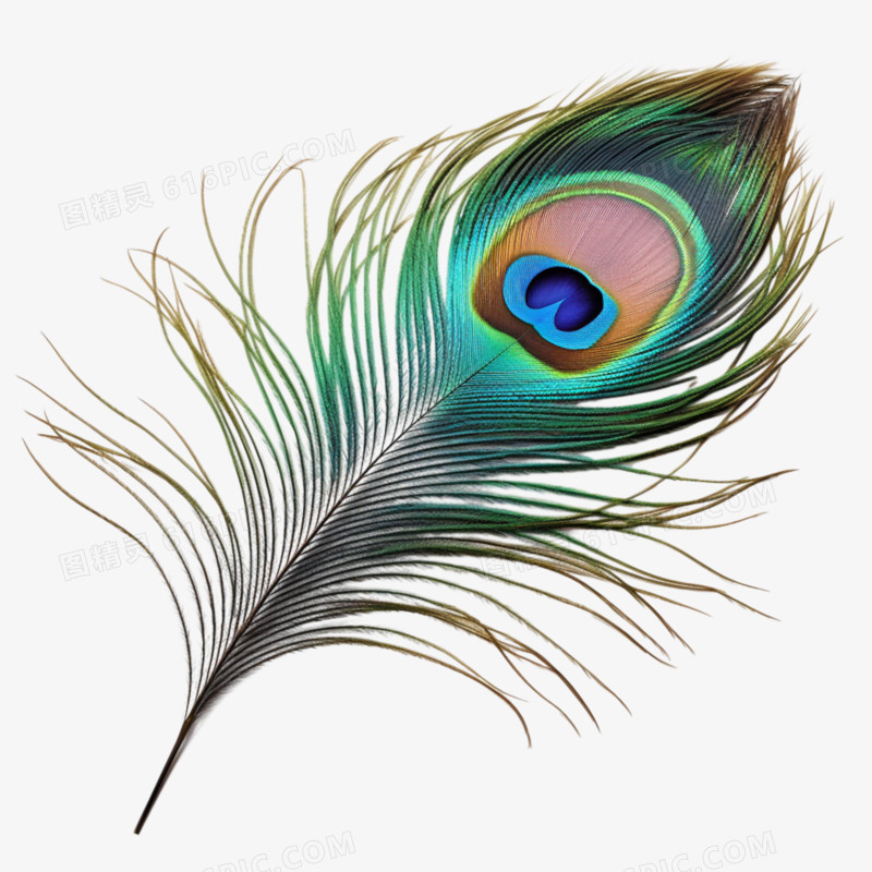 孔雀的羽毛免抠元素