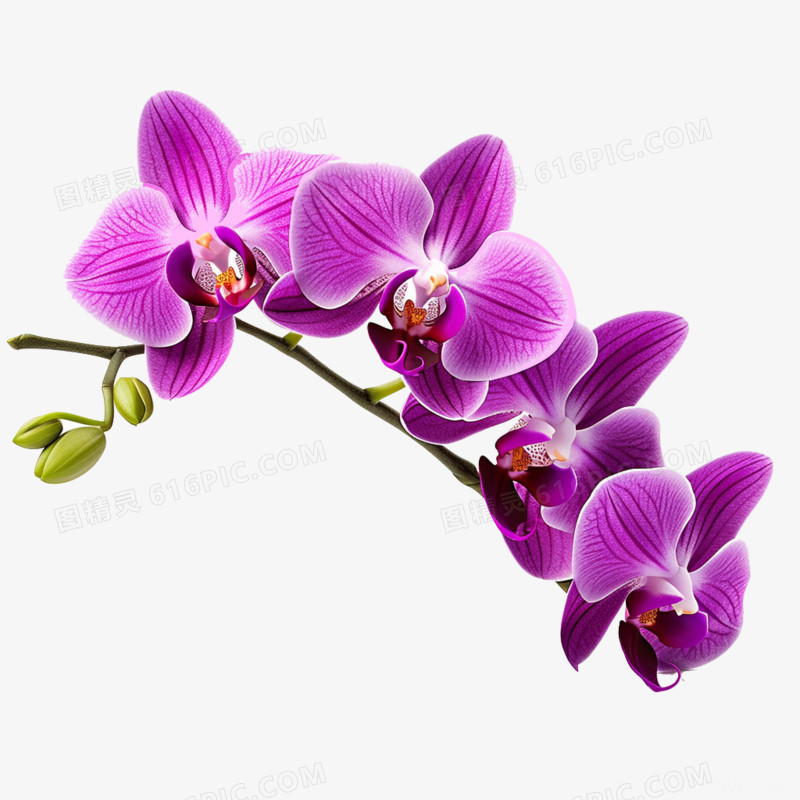紫色蝴蝶兰免抠元素